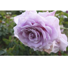 Ljuslila ros i full blom med tätt sittande kronblad och gröna blad i bakgrunden.