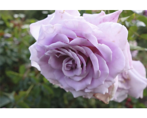 Ljuslila ros i full blom med tätt sittande kronblad och gröna blad i bakgrunden.