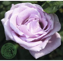 Lila ros med vattendroppar, Buddes Planteskole Logo