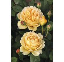 Gul ros med fyllda blommor och knoppar