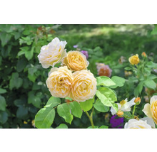 Buskrosor med gula och cremefärgade blommor och gröna blad i en trädgård.