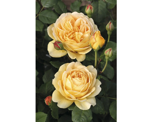 Gul ros med fyllda blommor och knoppar