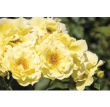 Närbild på gula rosor i full blom.