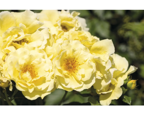 Närbild på gula rosor i full blom.