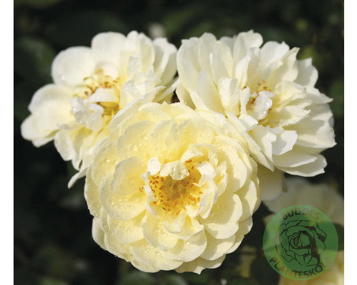 Tre gräddvita rosenblommor med daggdroppar och synliga gula ståndare. Buddes Planteskole Logo.