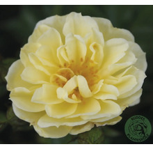 Ljusgul fylld ros, Buddes Planteskole Logo.