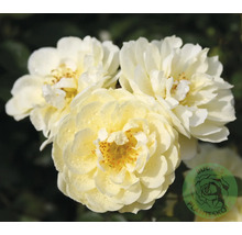 Tre gräddvita rosenblommor med daggdroppar och synliga gula ståndare. Buddes Planteskole Logo.