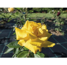 Närbild av en blommande gul ros i en trädgårdsrabatt med gröna blad.