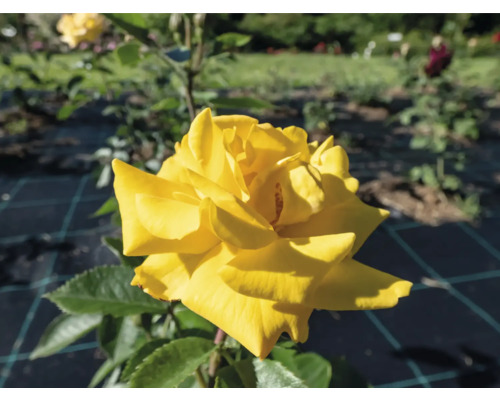 Närbild av en blommande gul ros i en trädgårdsrabatt med gröna blad.