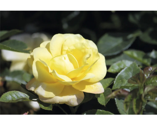 Gul ros i full blom med gröna blad