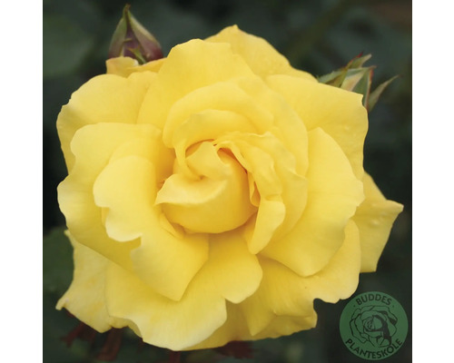 Ros OMNIA GARDEN Rosa Goldstern 'Tantern' (Kordesii-Gruppen) 1-pack Fullt utslagen gul ros med många kronblad och synliga knoppar. Buddes Planteskole Logo.