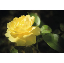 Gul ros i full blom med gröna blad.