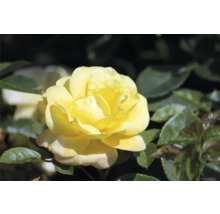 Gul ros i full blom med gröna blad