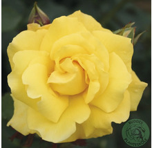 Fullt utslagen gul ros med många kronblad och synliga knoppar. Buddes Planteskole Logo.