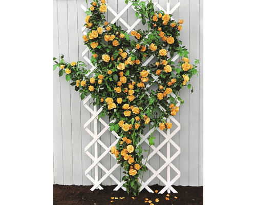 Klätterros med orangea blommor på en vit spaljé av trä mot ett trästaket i en trädgård.