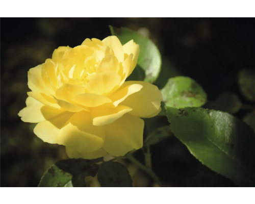 Gul ros i full blom med gröna blad.