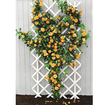 Klätterros med orangea blommor på en vit spaljé av trä mot ett trästaket i en trädgård.