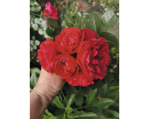 Klase med klarröda trädgårdsrosor i en hand framför ett tätt grönt bladverk.