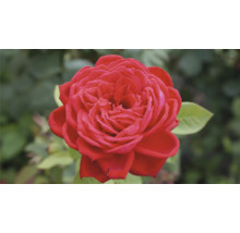 Röd ros i full blom