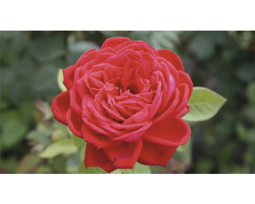 Röd ros i full blom