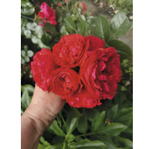 Klase med klarröda trädgårdsrosor i en hand framför ett tätt grönt bladverk.