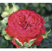 Röd ros i full blom med vattendroppar på kronbladen, Buddes Planteskole Logo.