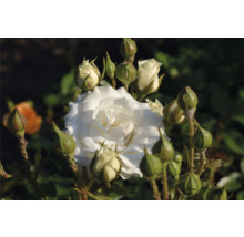 Vit ros med flera slutna blomknoppar och daggdroppar på kronbladen.