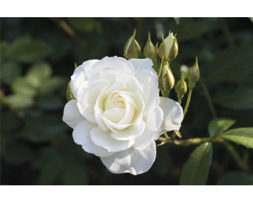 Blommande vit ros med knoppar på en buske