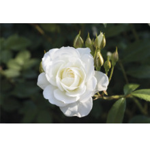 Blommande vit ros med knoppar på en buske