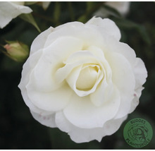 Närbild på en vit ros med många kronblad och en knopp. Buddes Planteskole Logo.