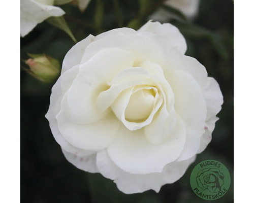 Ros OMNIA GARDEN Rosa Gråsten 'Poulfeld' (Floribunda-Gruppen) 5-pack Närbild på en vit ros med många kronblad och en knopp. Buddes Planteskole Logo.