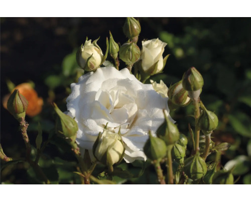 Vit ros med flera slutna blomknoppar och daggdroppar på kronbladen.