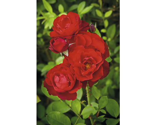 Kluster av röda rosenblommor och knoppar på en rosenbuske med gröna blad.