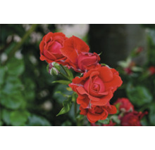 Röda rosor i olika stadier av blomning med gröna blad.