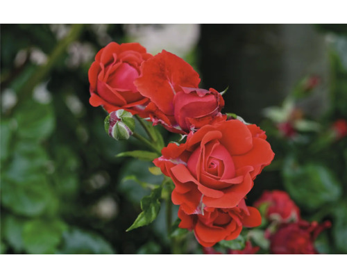 Röda rosor i olika stadier av blomning med gröna blad.