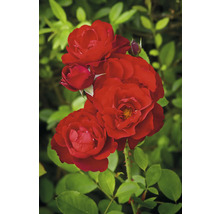 Kluster av röda rosenblommor och knoppar på en rosenbuske med gröna blad.