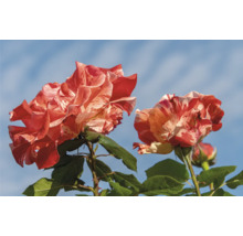Blommande orange-vitstrimmiga rosor med gröna blad och stjälkar.