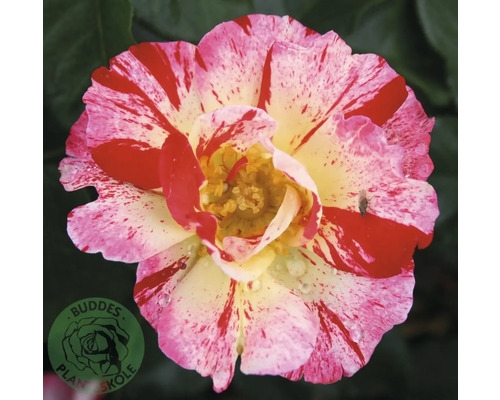 Strimmig rosenblomma med röda och gräddvita kronblad och Buddes Plantskole Logo.
