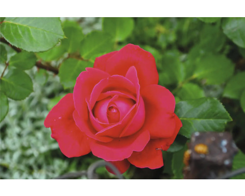 Närbild av en röd rosenblomma bland gröna blad.