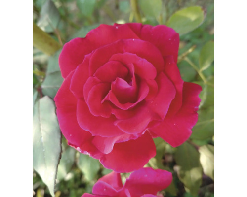 Fullt utslagen röd ros med lager av kronblad mot en bakgrund av gröna blad.