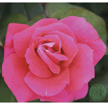 Närbild av en rosa ros med vattendroppar på kronbladen. Buddes Planteskole Logo.