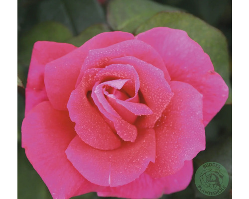 Ros OMNIA GARDEN Rosa 'Hanne' (Tehybrid-Gruppen) 5-pack Närbild av en rosa ros med vattendroppar på kronbladen. Buddes Planteskole Logo.