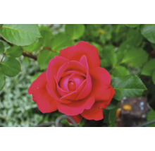 Närbild av en röd rosenblomma bland gröna blad.