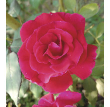 Fullt utslagen röd ros med lager av kronblad mot en bakgrund av gröna blad.