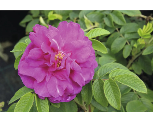 Rosafärgad blommande vresros med gröna blad.