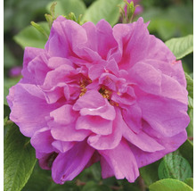 Blommande rosa buskros med fylld blomma.