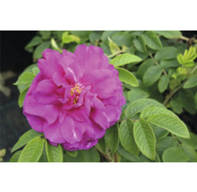 Rosafärgad blommande vresros med gröna blad.