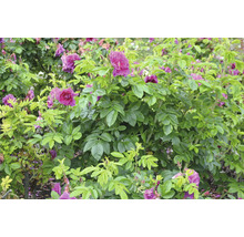 Tätvuxen, blommande vresros i trädgården med klargröna blad och talrika rosa blommor.