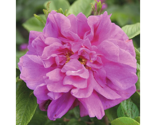 Blommande rosa buskros med fylld blomma.