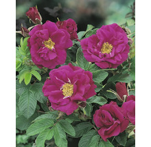 Mörkmagenta vresros Rosa rugosa med gul mitt och mörkgröna, rynkiga blad.